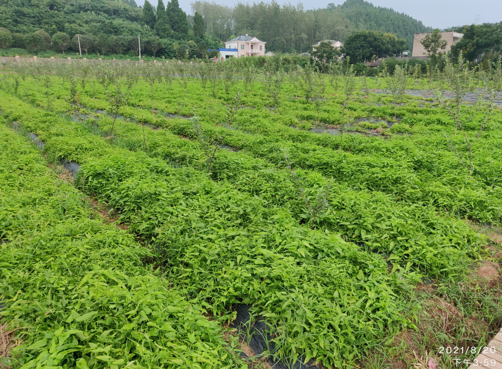 顺风顺水的逆袭全顺人生之谜