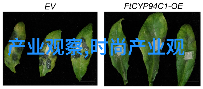 黄台APP软件免费下载糖心-甜蜜体验黄台APP软件无需付费即可享受糖心服务