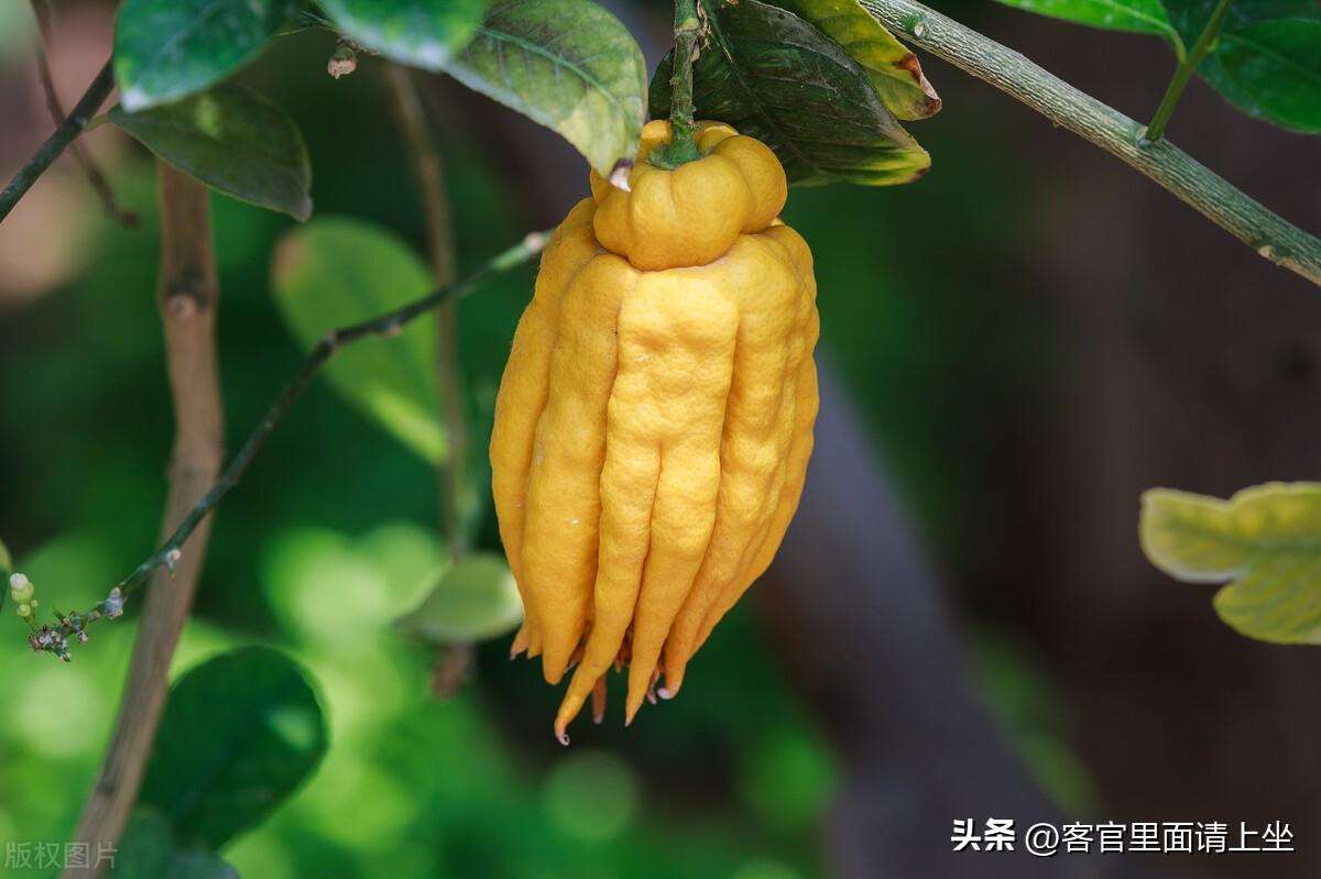 阿蒂仙之香探究古代植物知识与中药配方的文化意义