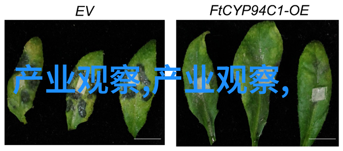 春夏时节裤子也跟着变潮色彩斑斓款式多样追求个性与舒适的新趋势