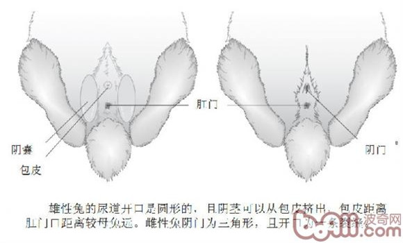 理发如同迎接春天二月二的仪式感