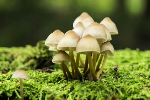 绿意盎然的自然风格室内植物为您带来的新鲜空气和美观视觉效果