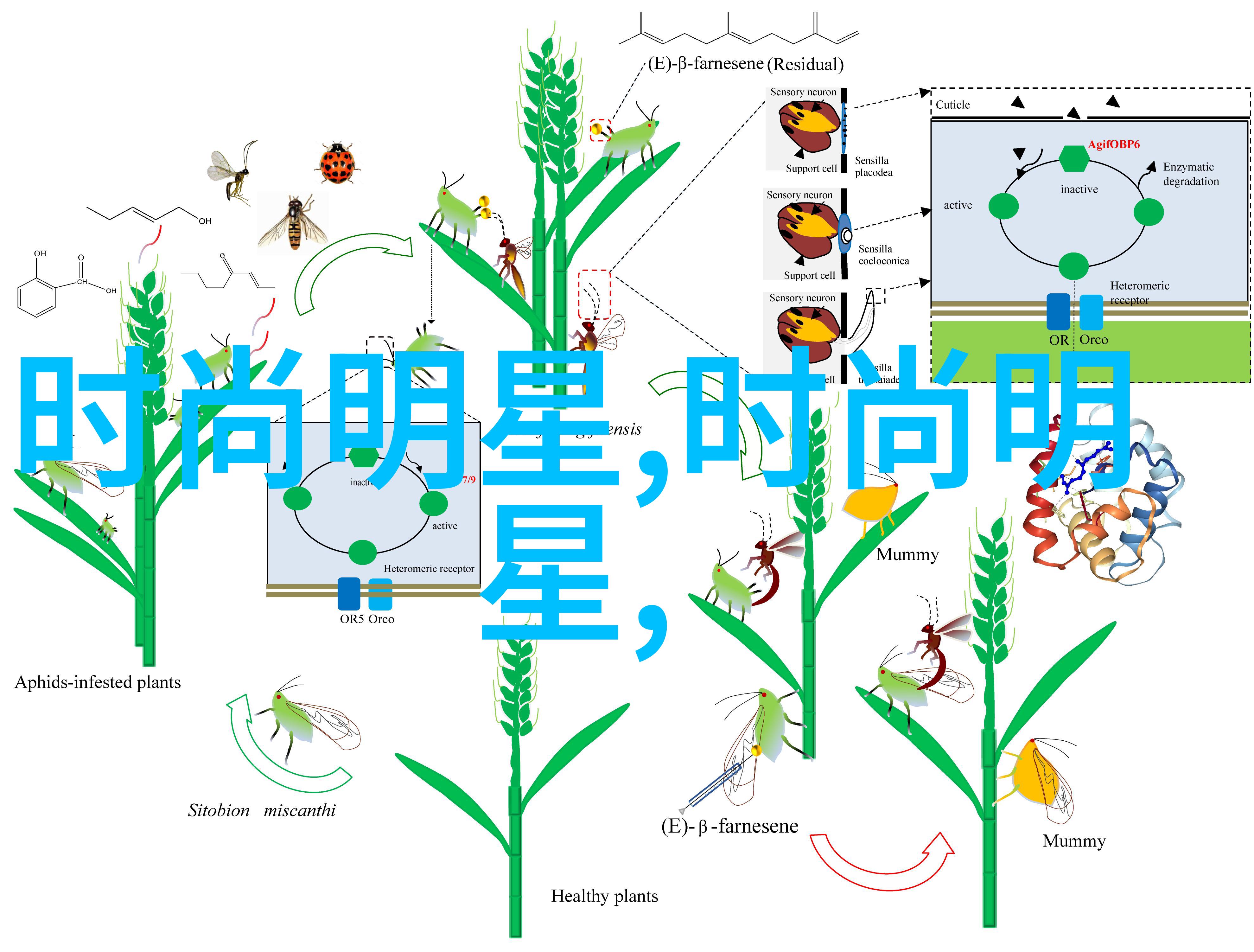 黑色牛仔裤里的秘密