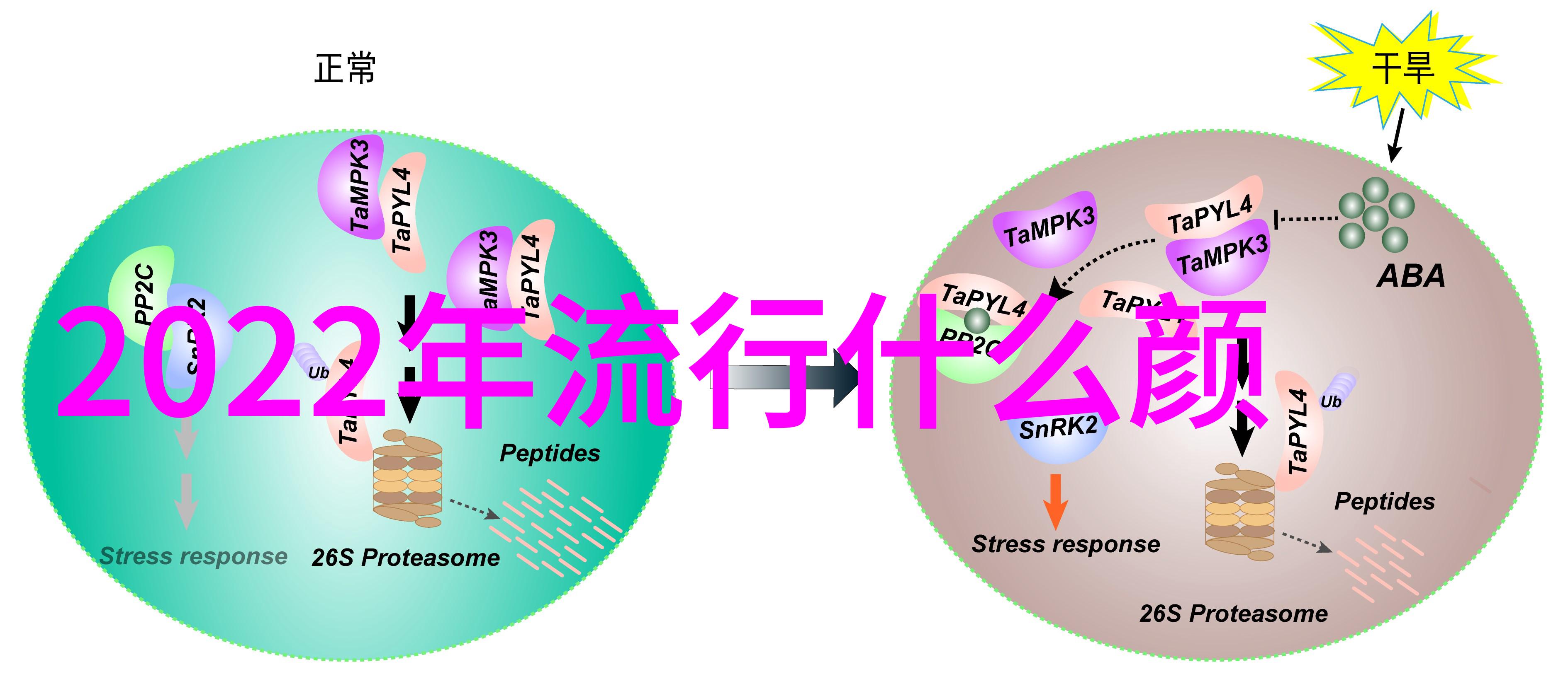 如何通过短发塑造30至40岁女性的减龄风采