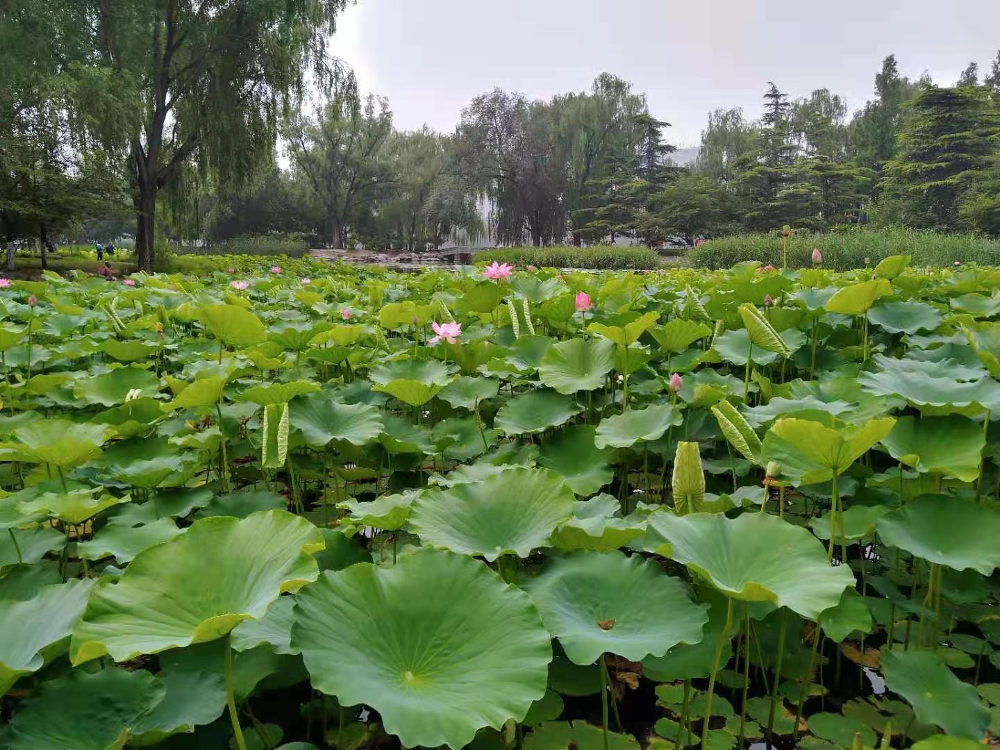 掌上飞花虚拟现实中的美丽翩跹