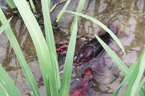 男士夏季时尚搭配艺术男士夏装搭配技巧