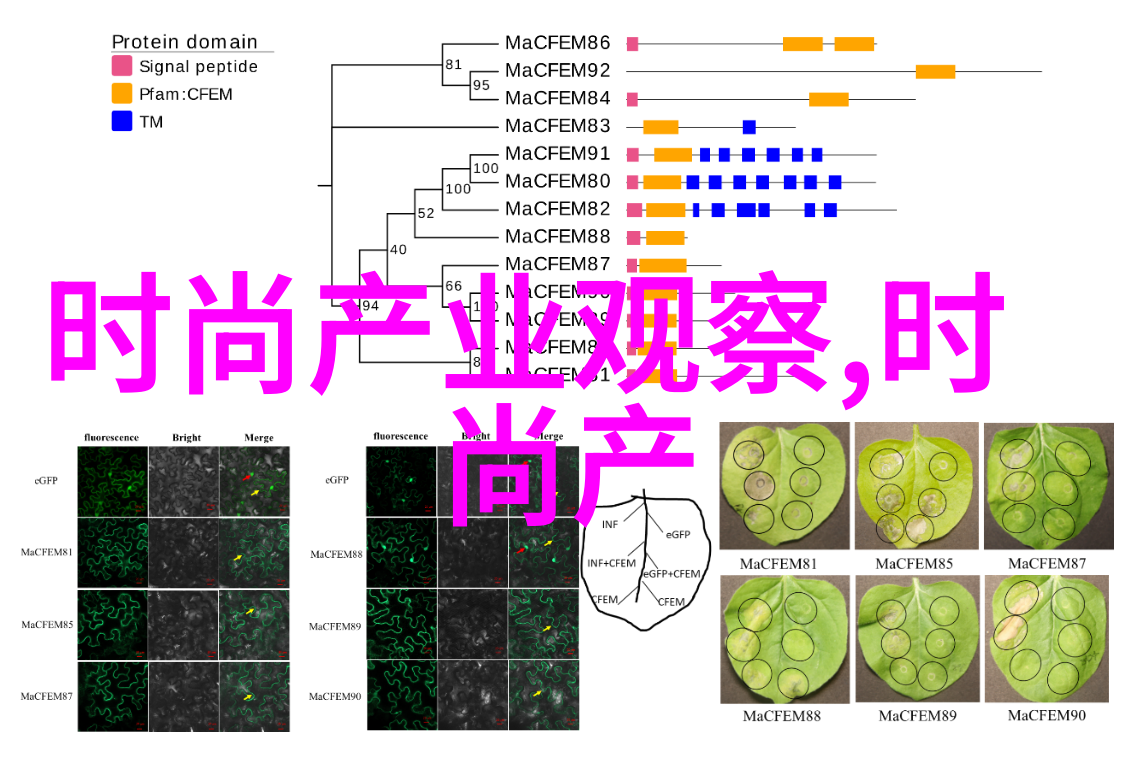 宝格丽清新夏日六款淡香水让你甜美迷人