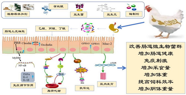 公交车上的背后杀机一前一后的致命对峙