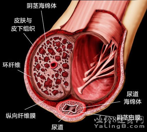 龙印战神传说中的守护者