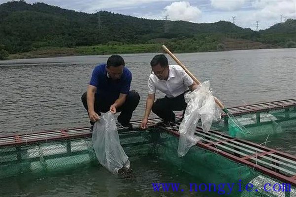 钻石切工技术精湛的钻石加工艺术