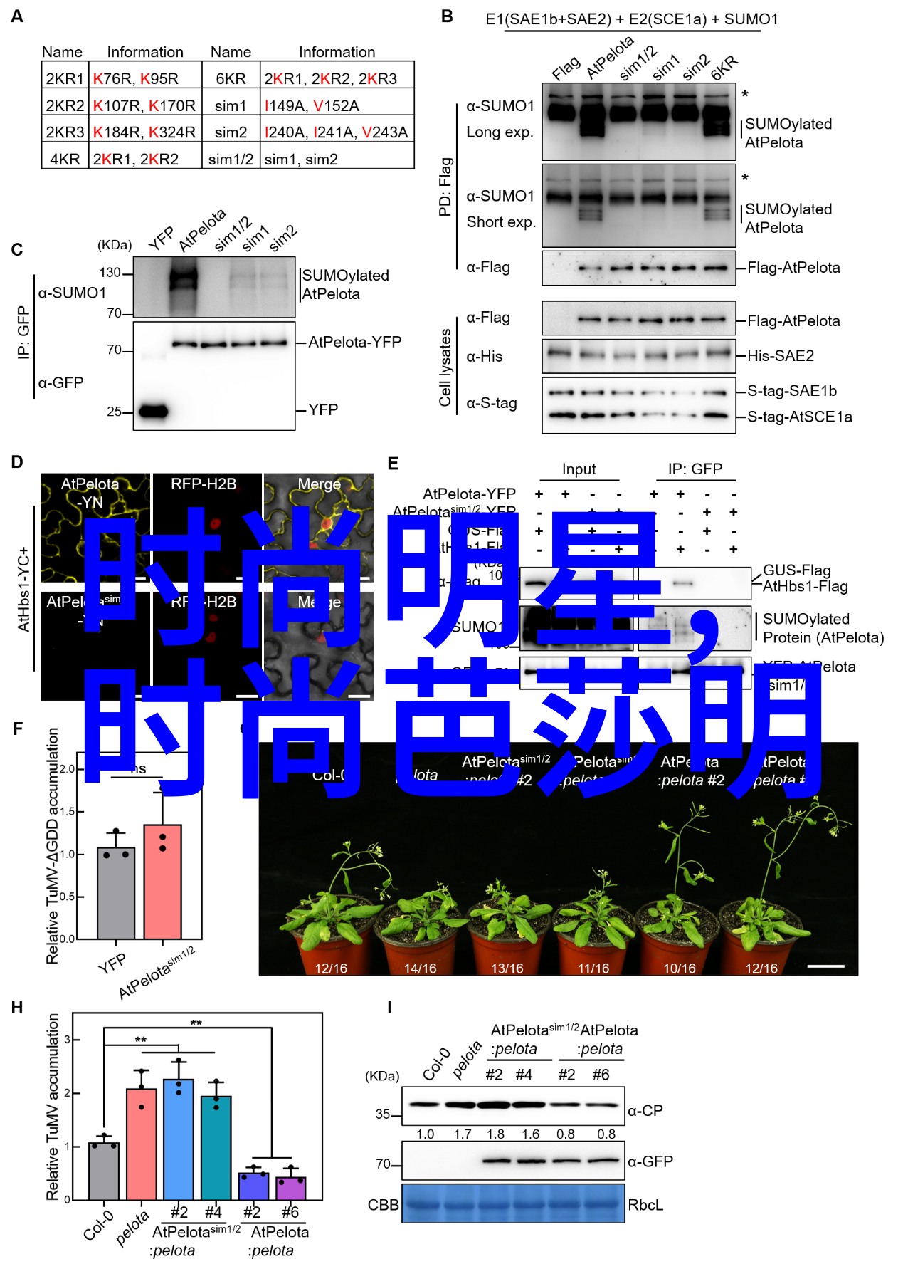 仙剑问情txt-天涯明月刀下的爱与梦